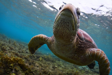 Underwater close up shoot of a sea turtle (Chelonioidea) looking to a camera