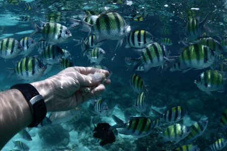 Underwater scene of feeding a sergeant fish (Abudefduf saxatilis), point of view