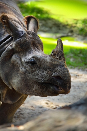 Portrait of rhinoceros with a green backgroundの写真素材