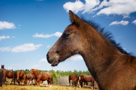 Close up shoot of head of a horse in field against blue cloudy sky backgroundの写真素材