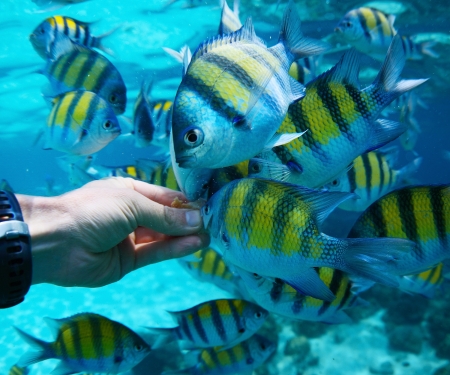 Feeding fish underwaterの写真素材