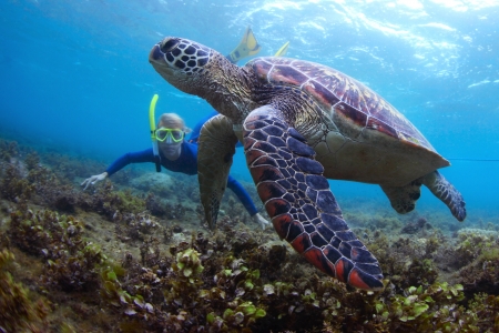 Young lady snorkeling and diving on a breath hold by a big turtleの写真素材