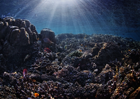 Vivid coral reef and tiny fishes. Pseudo hdr image.の写真素材