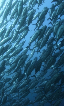 School of Jack fish underwater