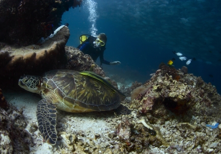 Scuba diver exploring coral reef with abundance of marine lifeの写真素材