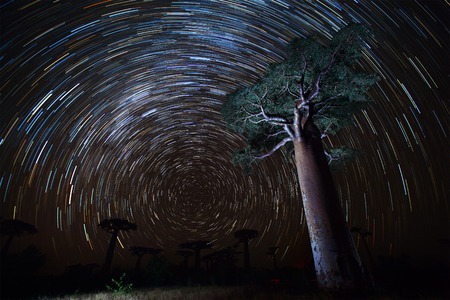 Baobab and night sky with star trails. Madagascarの写真素材