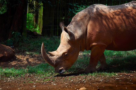 Rhino in a parkの写真素材