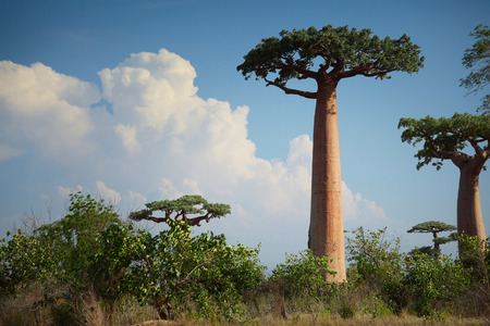 Baobab trees on a dry land at sunny day. Madagascarの写真素材