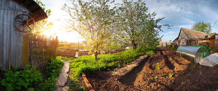Panorama of a spring blooming garden in a village at sunset. Equiregtangular projectionの写真素材