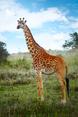 Giraffe in savanna at sunny day with blue sky background. Kenyaの写真素材