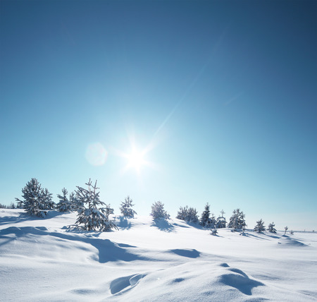 Winter snowy field with pine trees at sunny dayの写真素材
