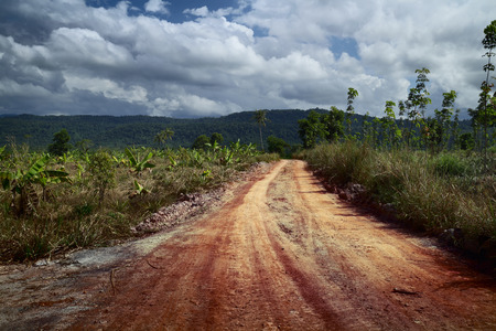 Red soil road through the plantationの写真素材
