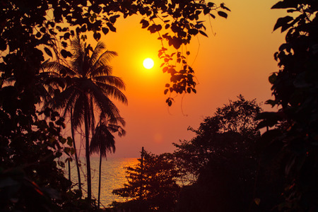 Palm trees and sunset over tropical coastの写真素材