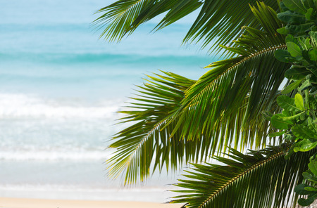Palm tree and blue sea with waves on the backgroundの写真素材