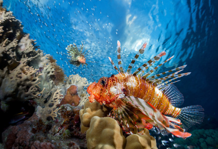 Lion fish underwater shot with reefの写真素材