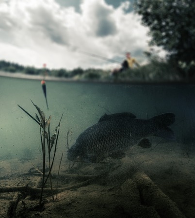Split shot of the freshwater pond with fisherman above the surface and big fish (Carp of the family of Cyprinidae) grazing underwater over the bottom. Blurred edges, focus only on the fish.の写真素材