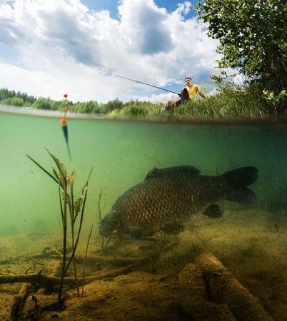 Split shot of the freshwater pond with fisherman above the surface and big fish (Carp of the family of Cyprinidae) grazing underwater over the bottom.の写真素材