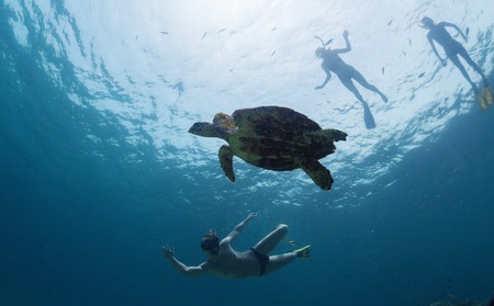 Group of friends snorkeling with the turtleの写真素材