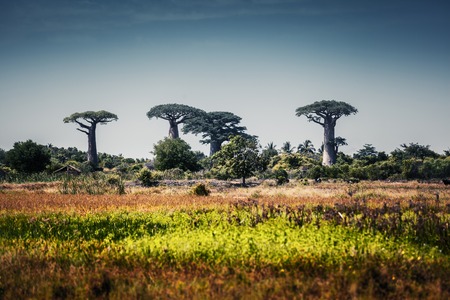 Baobab trees at sunny day. Madagascarの写真素材