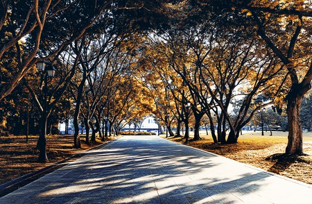 Autumn alley in a sunny dayの写真素材