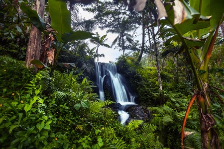 Waterfall in the lush tropical forest