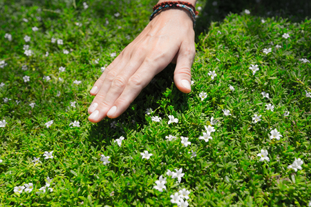 Hand over green meadow with flowersの写真素材