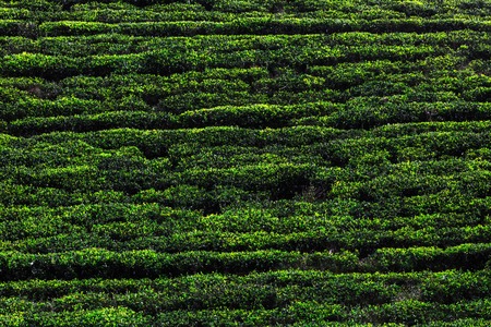 Tea plantationの写真素材
