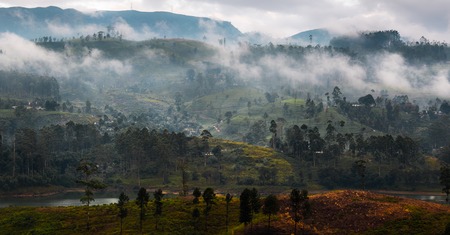 Fog over the mountains with tea plantations. Sri Lankaの写真素材