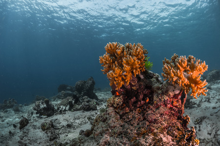 Coral reef in a tropical seaの写真素材