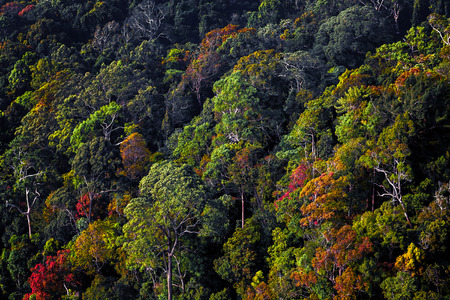 Tropical forest with colorful trees