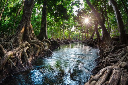 Trees at the stream on the riverの写真素材