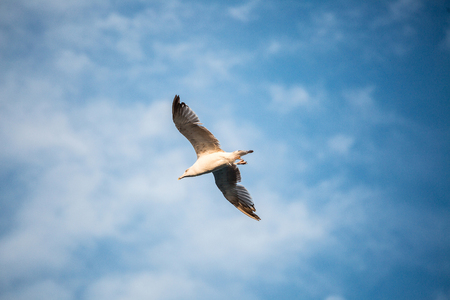 Flying Seagull in the skyの写真素材