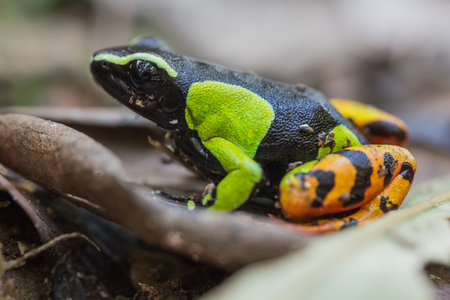 Beautiful Mantella (Mantella pulchra) endemic species of frog in Madagascarの写真素材