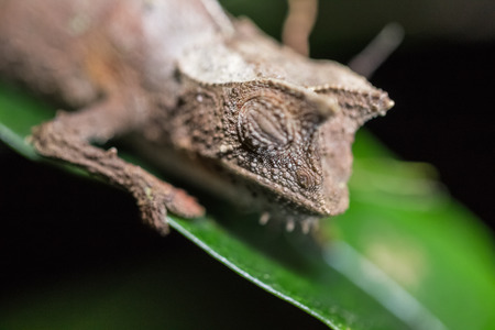 Close up shot of the chameleon on the green leaf in a forest. Focus on the head. Madagascarの写真素材