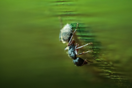 Close up shot of the ant on the green backgroundの写真素材