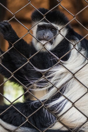 Monkey in the cage in the zooの写真素材