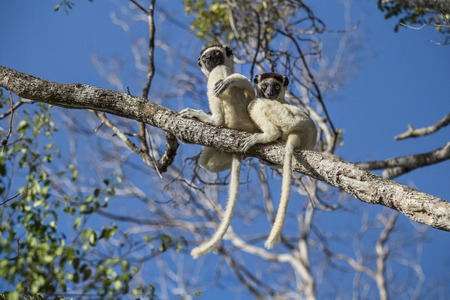 Endemic sifaka lemurs (Propithecus) relaxing on the tree. Madagascarの写真素材