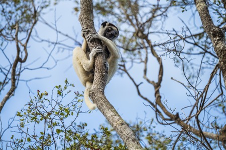 Endemic sifaka lemur (Propithecus) sitting on the tree. Madagascar