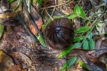 Insect hides in a shell. Madagascar
