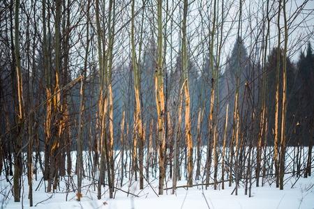 Small trees with scratched bark in winter forest