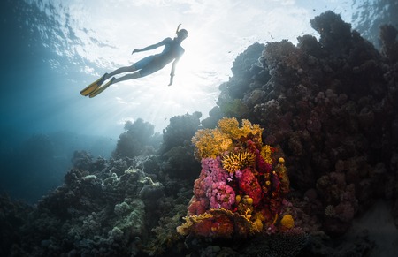 Free diver exploring vivid coral reef in tropical seaの写真素材