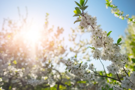 Apple blossoms and green leaves with blue sky on the background