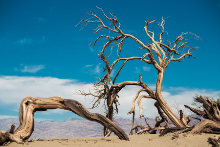Dead wood in the Death Valley, USAの写真素材