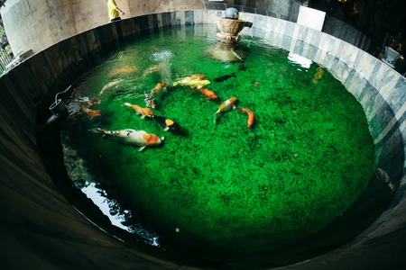 Koi fish in the small round poolの写真素材