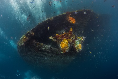 Underwater shoot of a shipwreck with corals and fishesの写真素材