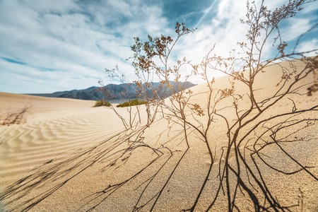 Sandy desert of the Death Valley National Park, USAの写真素材