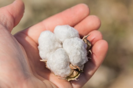 Cotton ball on the hand. Close up shot close up shotの写真素材