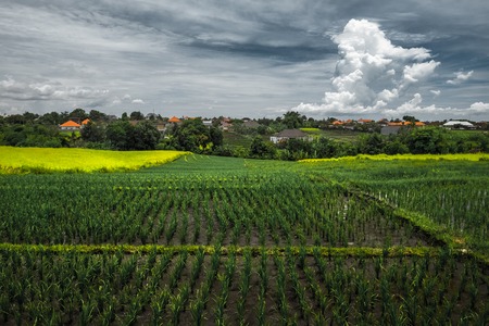 Rice plantation with buildings on the horizon and cloudy sky. Bali, Indonesia
