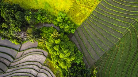 Rice fields of Bali island, Indonesiaの写真素材