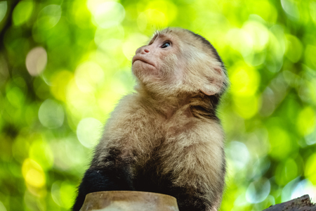 White headed capuchin monkey (Cebus capucinus) in a wild with natural backgroundの写真素材
